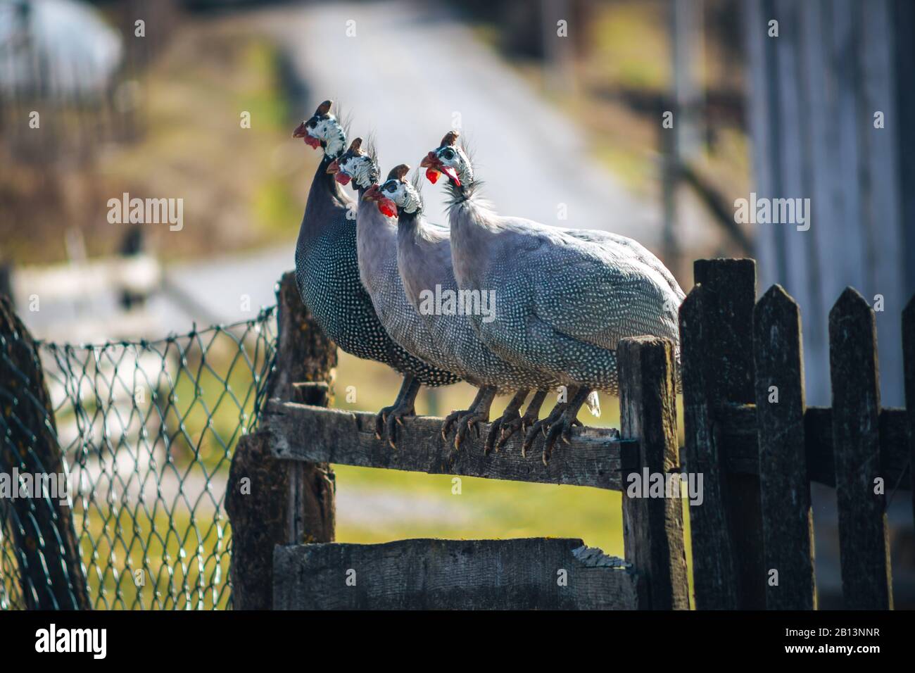 Auf dem Hof stehen Geflügelvögel auf dem Zaun Stockfoto