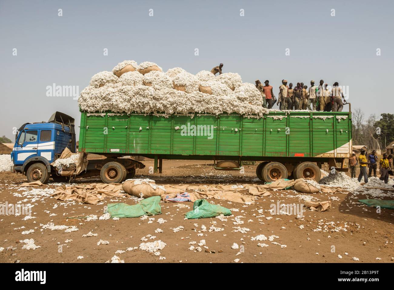 Arbeiten in den Baumwollfeldern von Cote D'Ivoire (Elfenbeinküste) Stockfoto