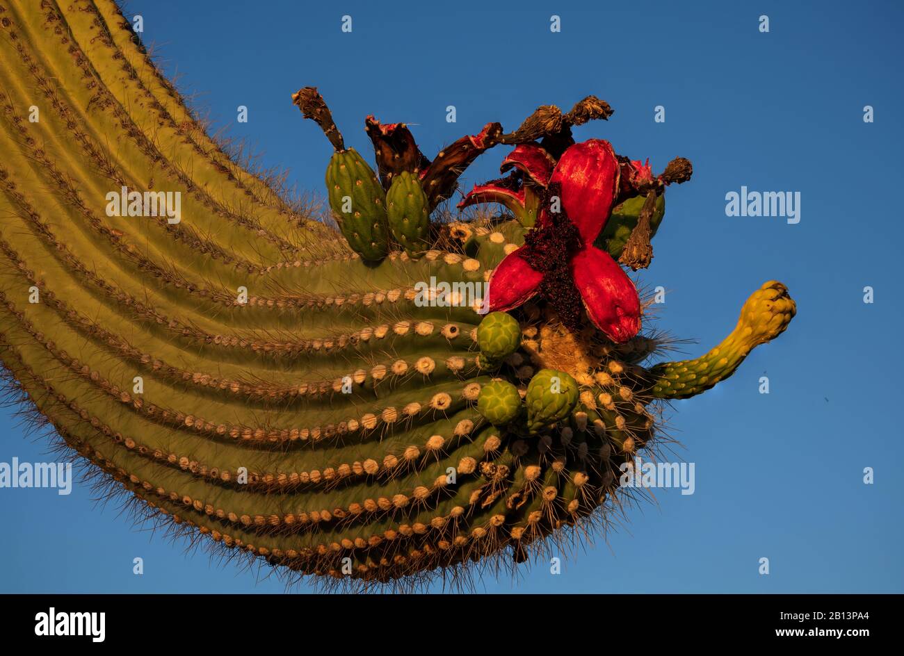 Saguaro Kaktus, (Carnegiea gigantea), tragen während der Sommersaison Früchte im Ironwood Forest National Monument, Sonoran Desert, Eloy, Arizona, USA. Stockfoto