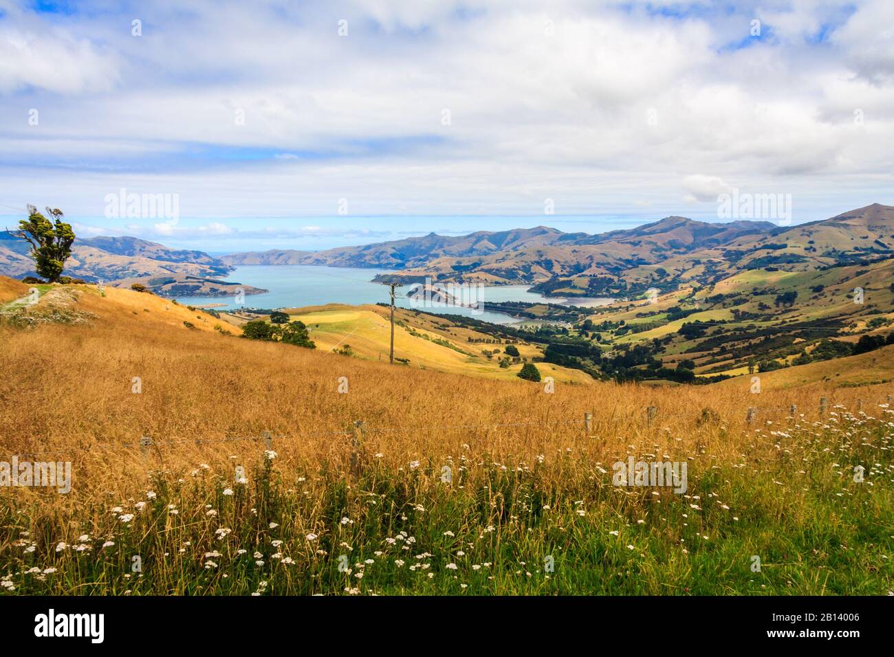 Wunderschöne Landschaft und wilde Blumen rund um Akaroa Harbour, Bank's Peninsular, Canterbury, Neuseeland Stockfoto