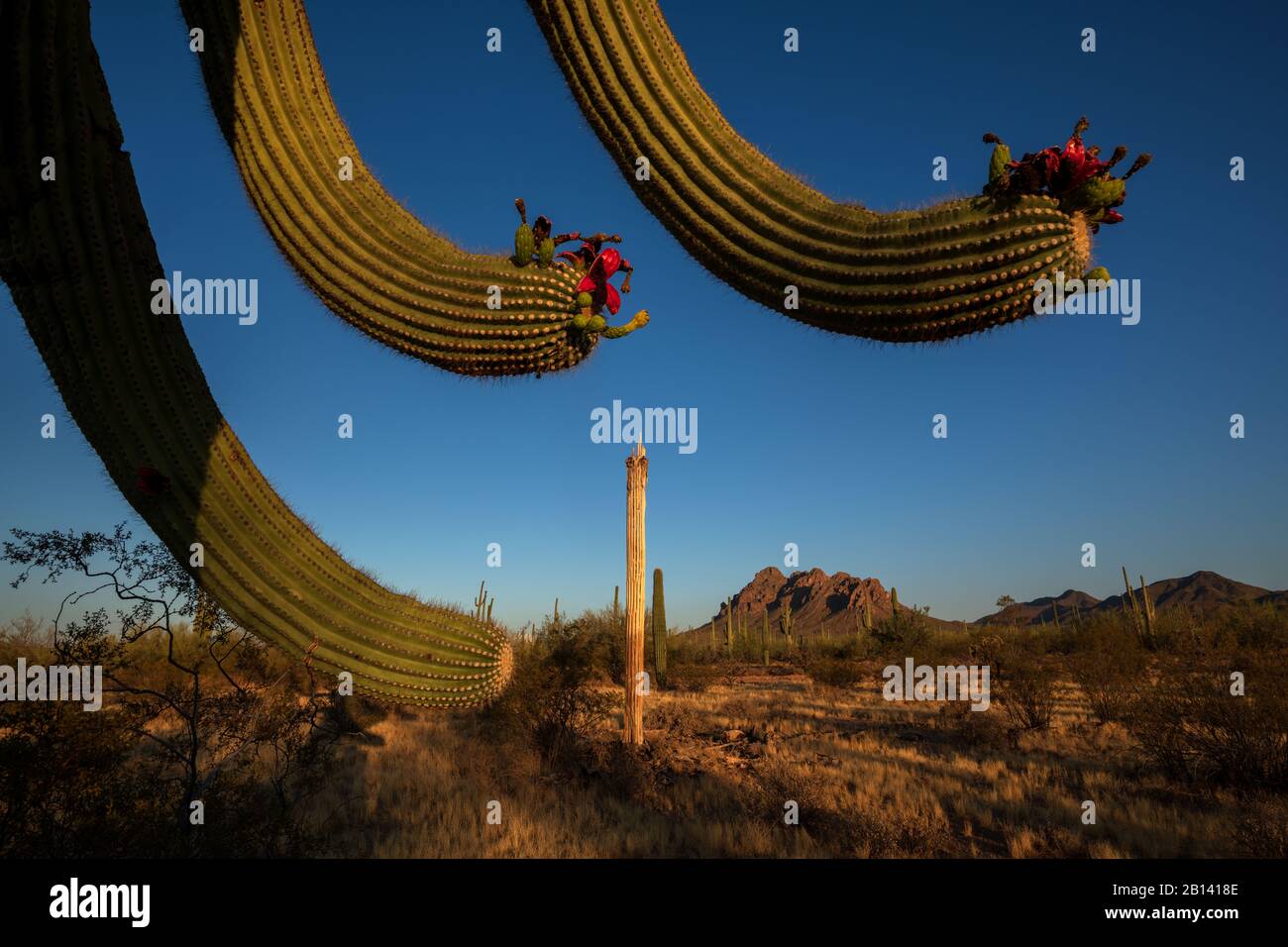 Saguaro Kaktus, (Carnegiea gigantea), tragen während der Sommersaison Früchte im Ironwood Forest National Monument, Sonoran Desert, Eloy, Arizona, USA. Stockfoto