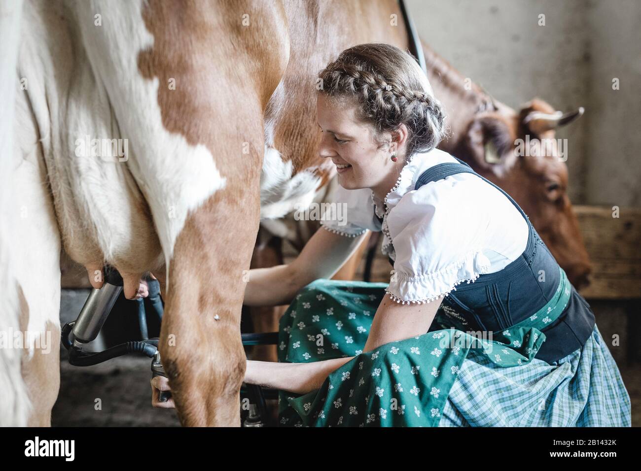 Bauer mit Dirndl mildert eine Kuh Stockfoto