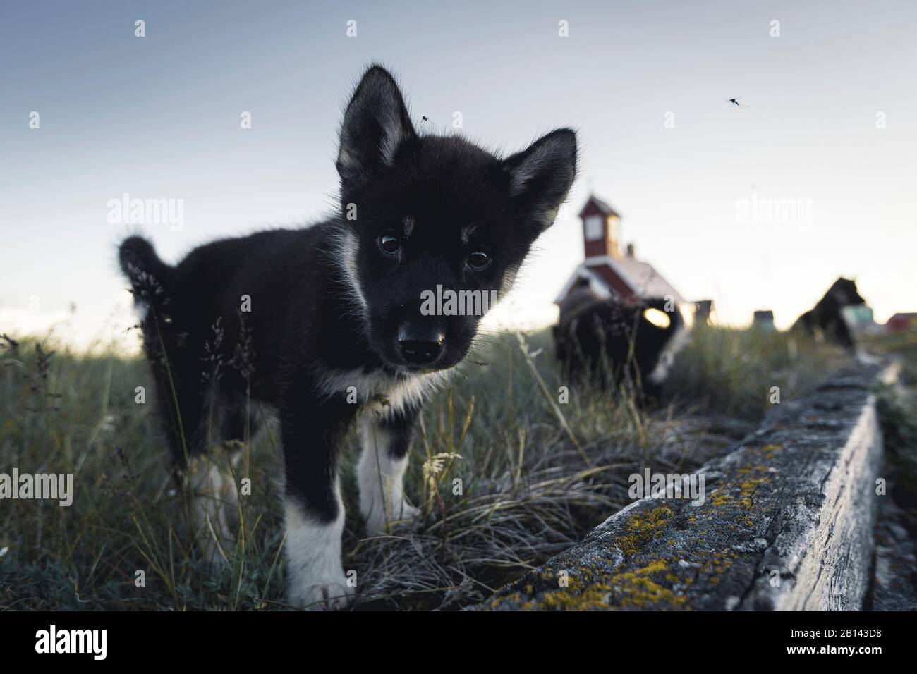 Sled Dog Welpen in die Diskobucht auf Mittsommer, Grönland Stockfoto