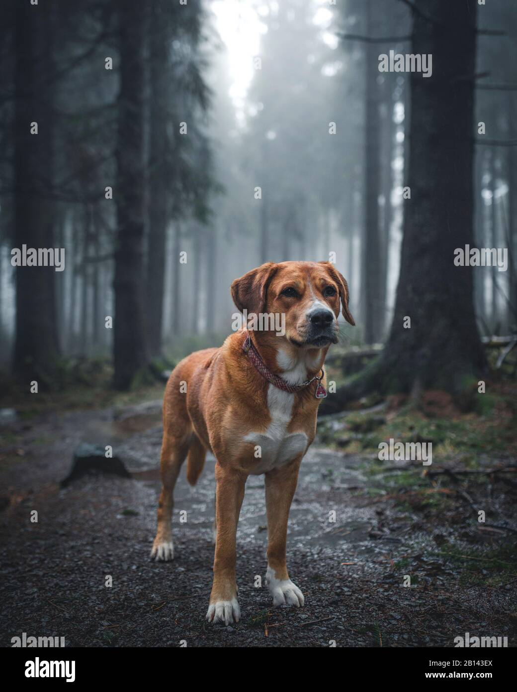 Hund Labrador Schweizer Sennenhund Mischling im Roten Moor, Rhön,  Deutschland Stockfotografie - Alamy