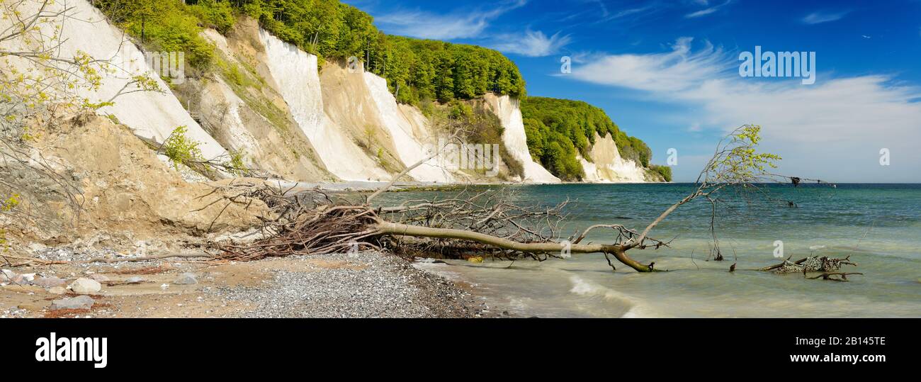 Entwurzelter Baum an der Steilküste vor den Kreidefelsen an der Ostsee, Nationalpark Jasmund, Insel Rügen, Mecklenburg-Vorpommern, Deutschland Stockfoto