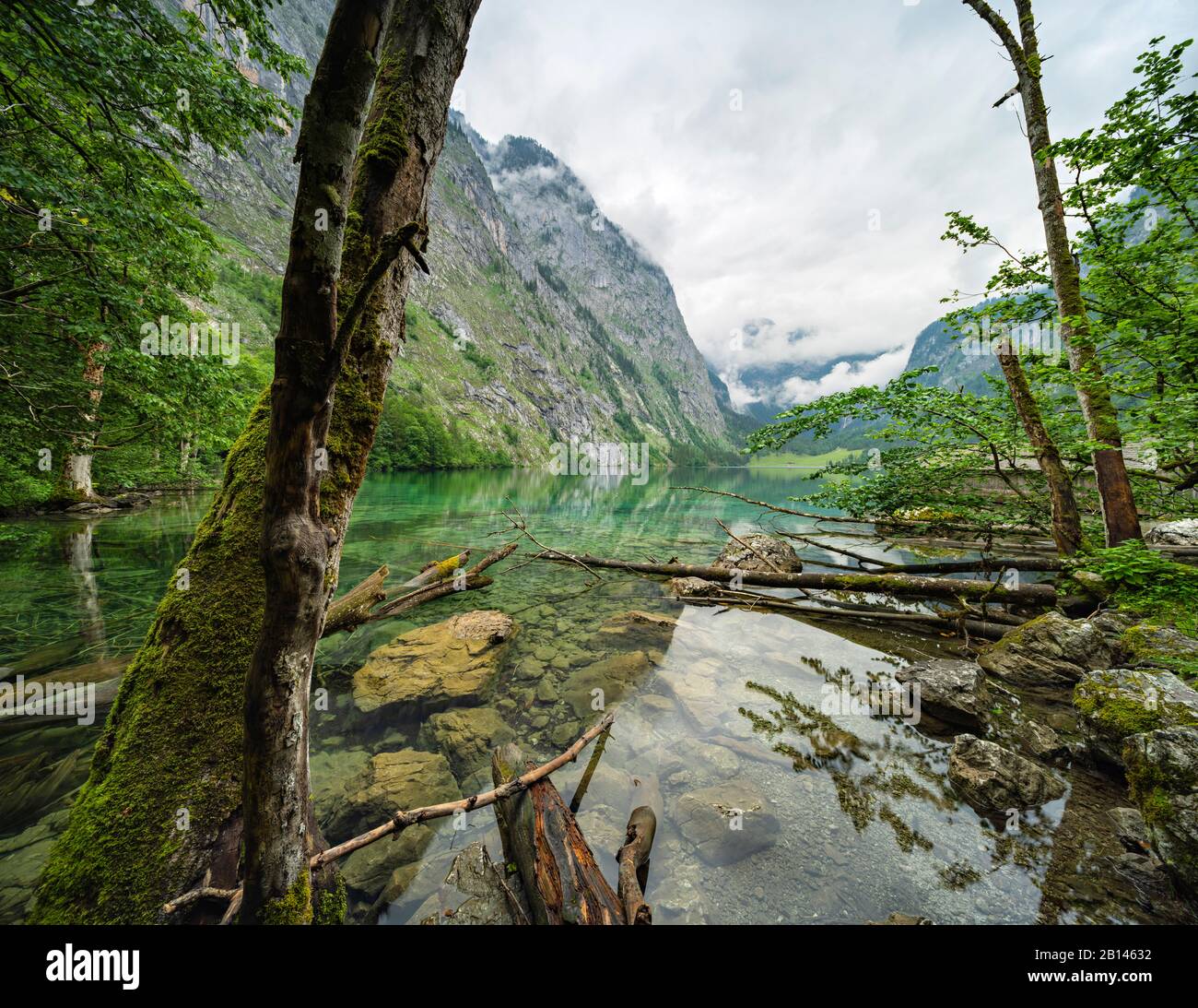 Unberührte Natur am Ufer des Obersee, Baumstämme im Wasser, tief hängende Wolken, Nationalpark Berchtesgaden, Bayern, Deutschland Stockfoto