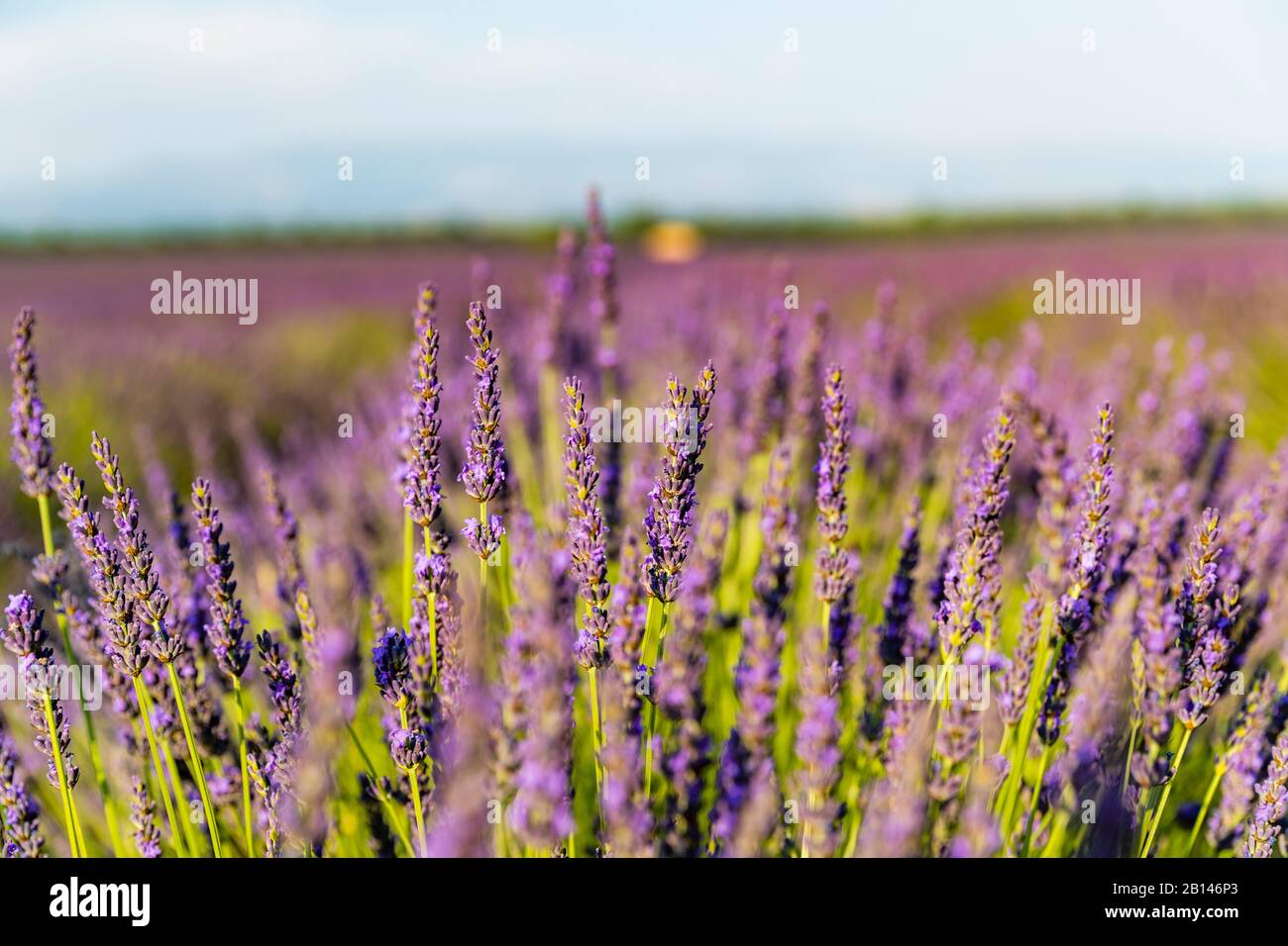 Lavendelfelder in der Nähe von Valensole in Südfrankreich, Provence, Frankreich Stockfoto