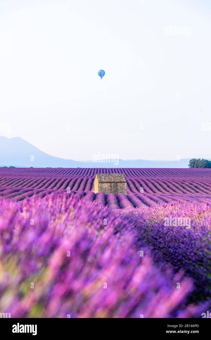 Lavendelfelder in der Nähe von Valensole in Südfrankreich, Provence, Frankreich Stockfoto