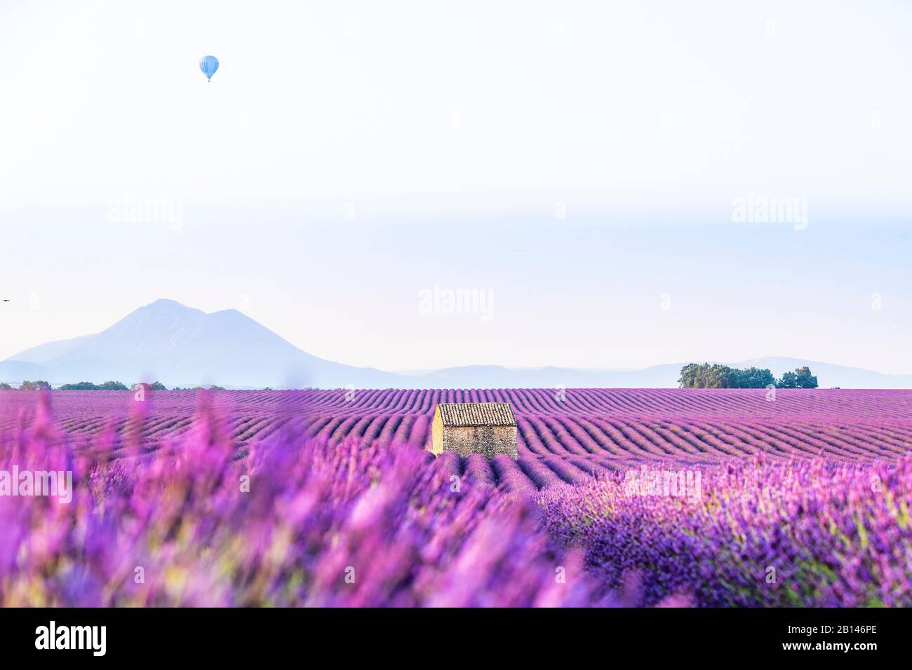 Lavendelfelder in der Nähe von Valensole in Südfrankreich, Provence, Frankreich Stockfoto