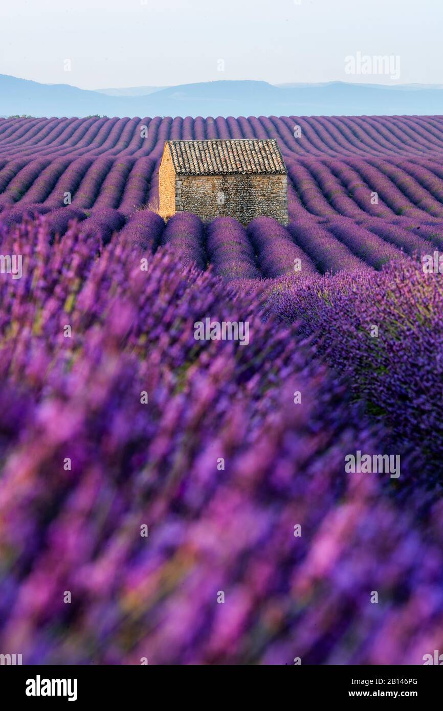 Lavendelfelder in der Nähe von Valensole in Südfrankreich, Provence, Frankreich Stockfoto