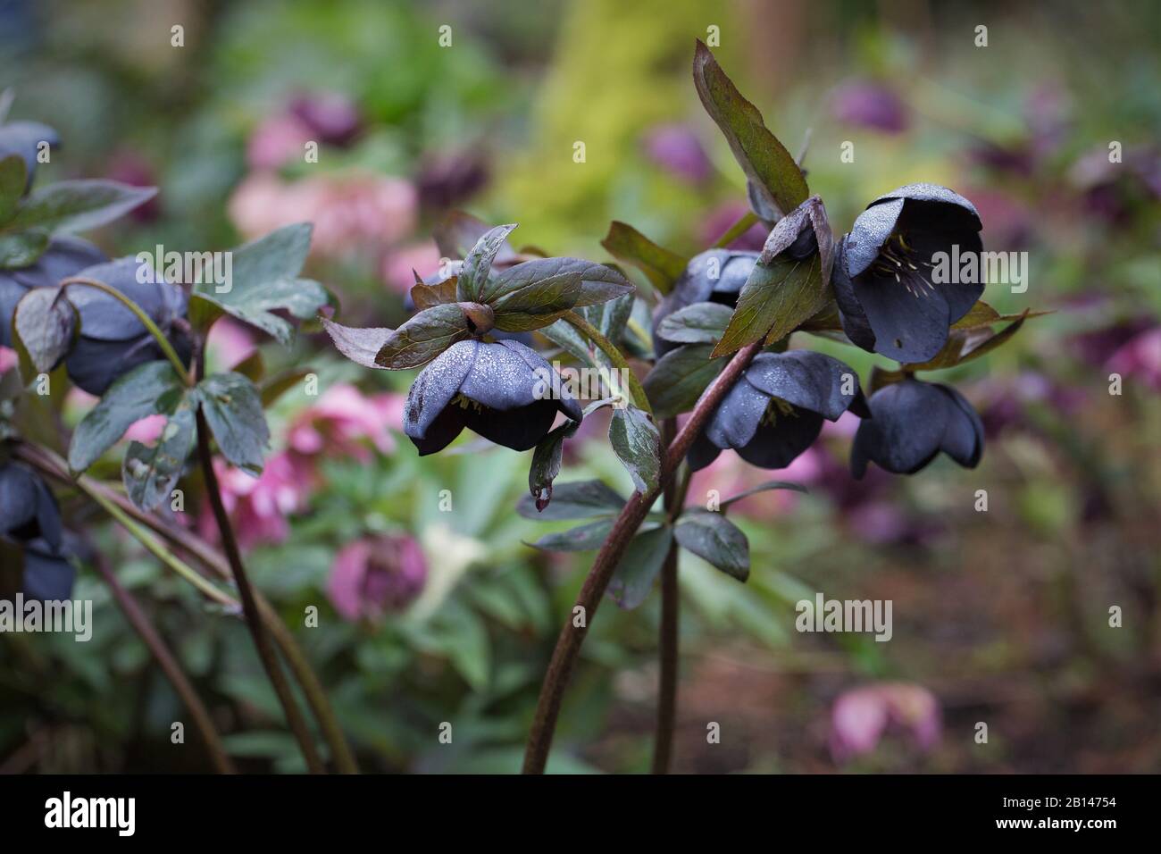 Schwarze Hellebore Blumen. Stockfoto