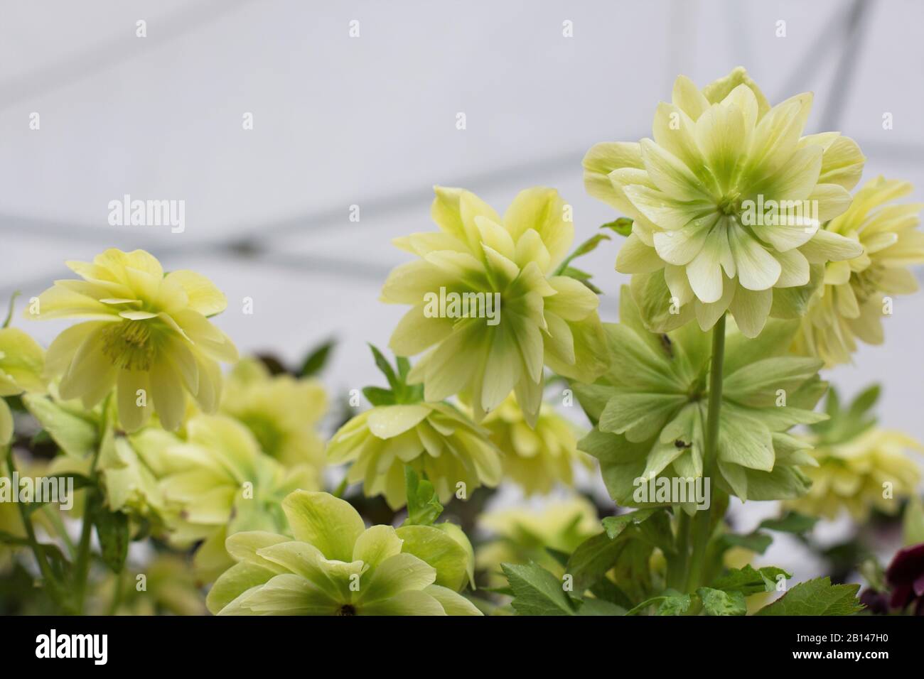 Helleborus "Golden Lotus" Blumen. Stockfoto