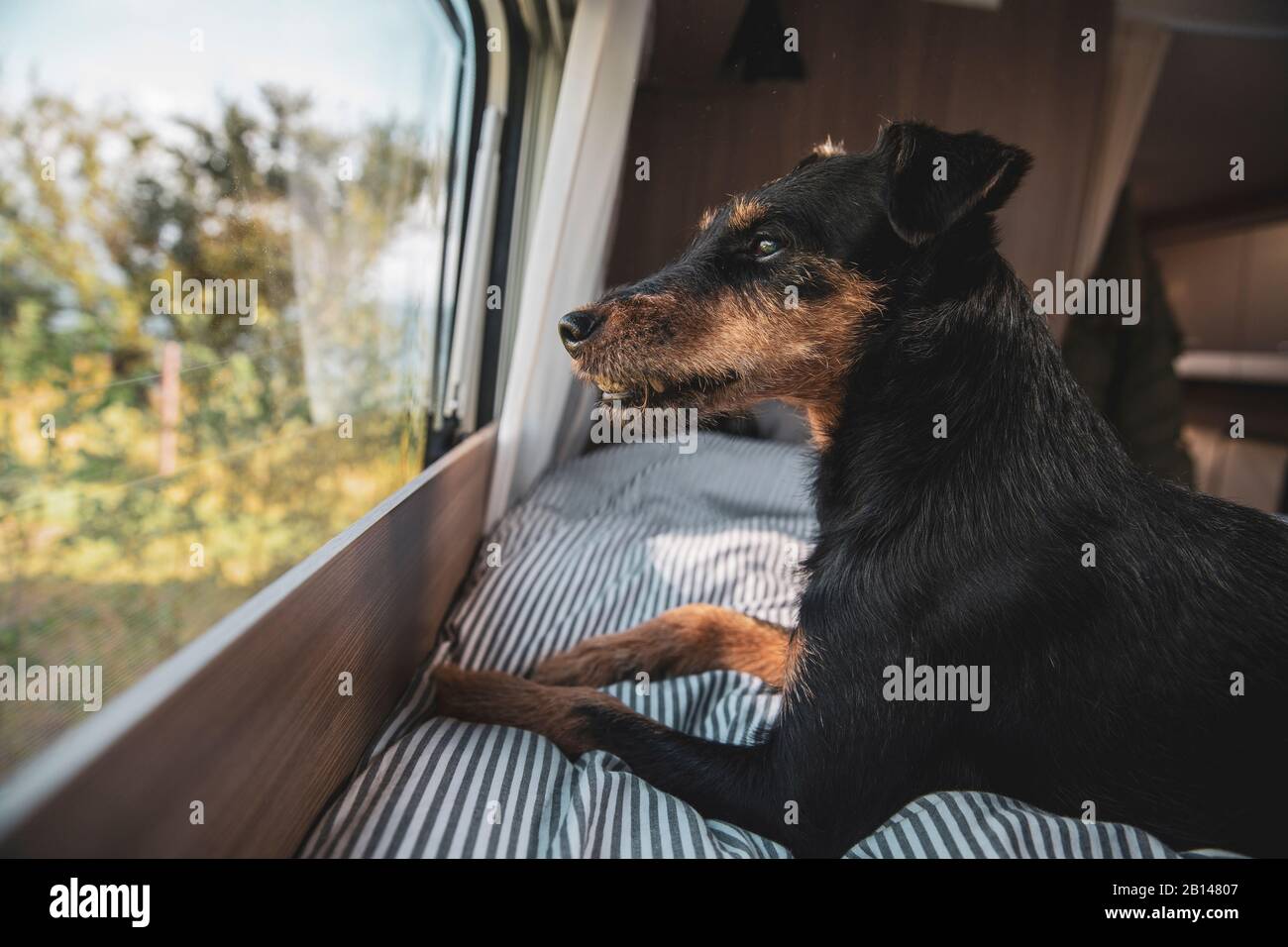 Hund Deutsche Jagd Terrier im Wohnmobil an der Ostsee Stockfoto
