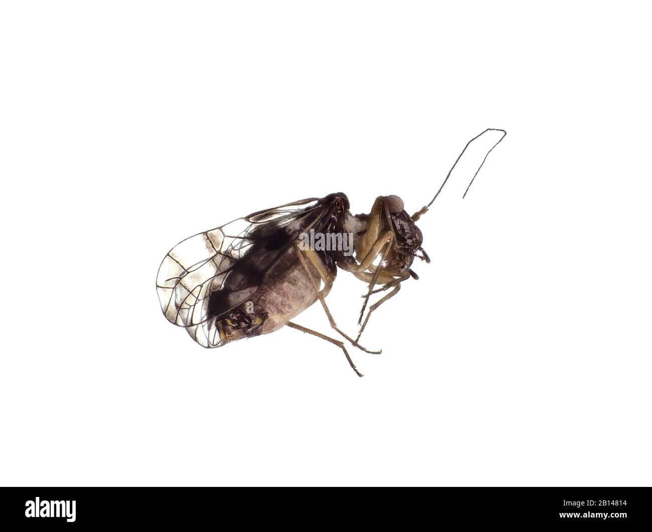 Winzige, Erwachsene Barkluse (Psocoptera), etwa 2 mm lang ohne Antennen, unter dem Mikroskop Stockfoto