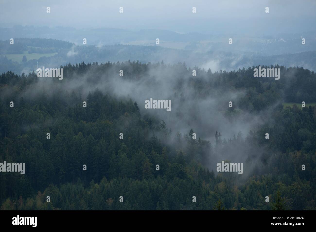 Nebel im Wald. Tschechische Republik Stockfoto