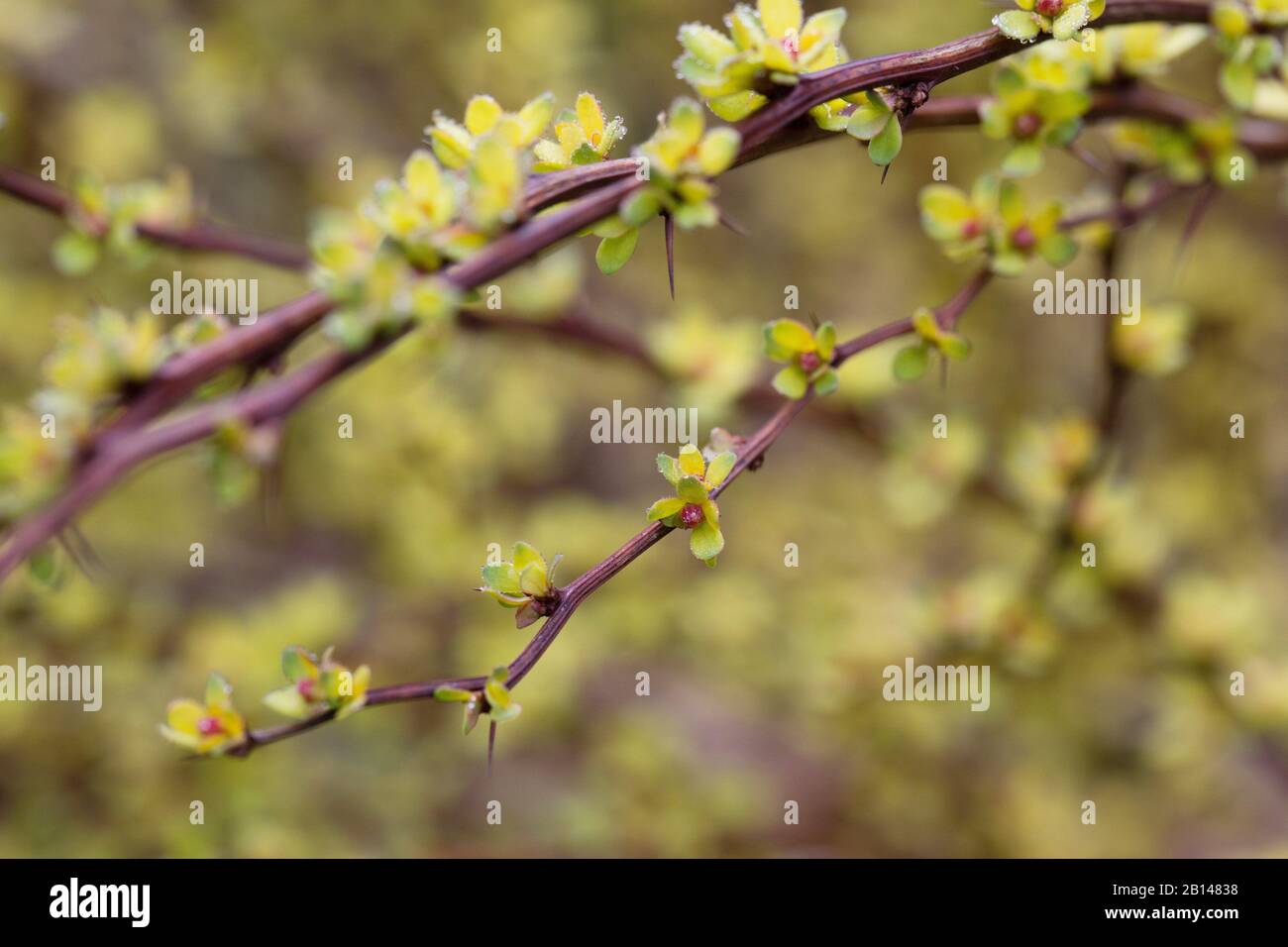 Berberis thunbergii 'Pow Wow' nahesteht. Stockfoto