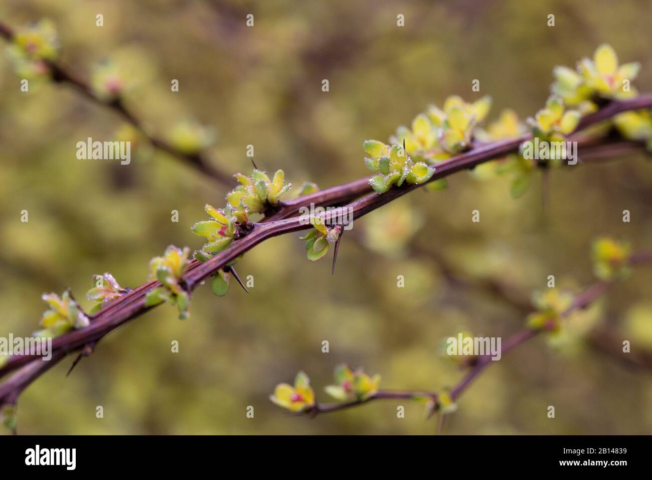 Berberis thunbergii 'Pow Wow' nahesteht. Stockfoto