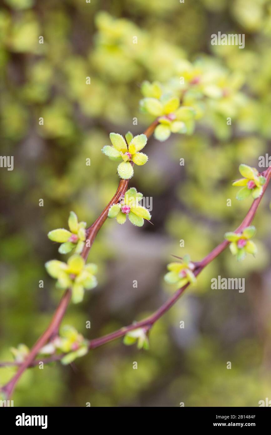 Berberis thunbergii 'Pow Wow' nahesteht. Stockfoto