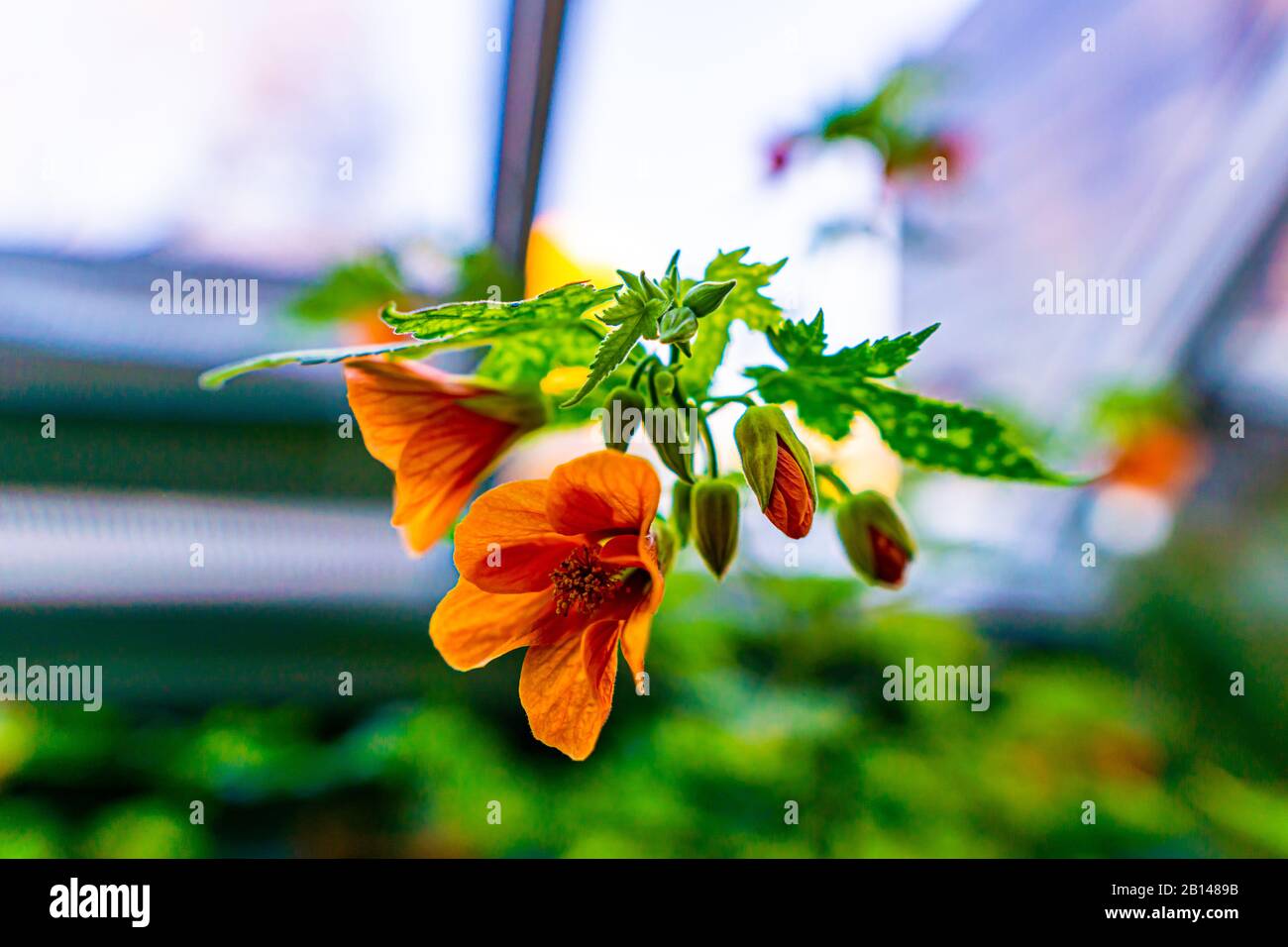 Abutilon Pictum Thompsonii - Blühender Ahorn Stockfoto