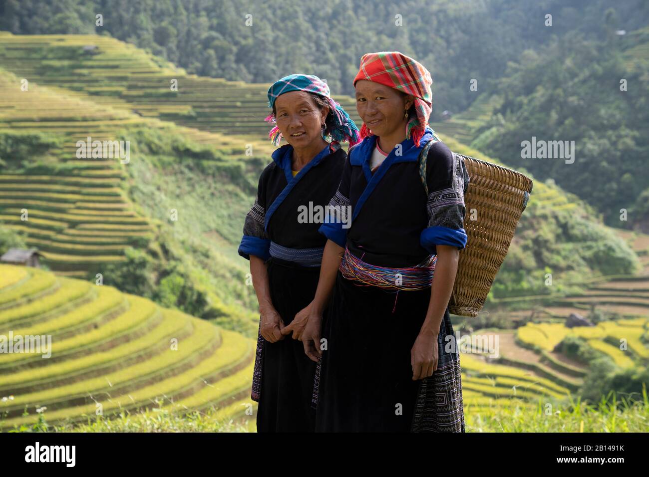 Reisernte in Vietnam Stockfoto