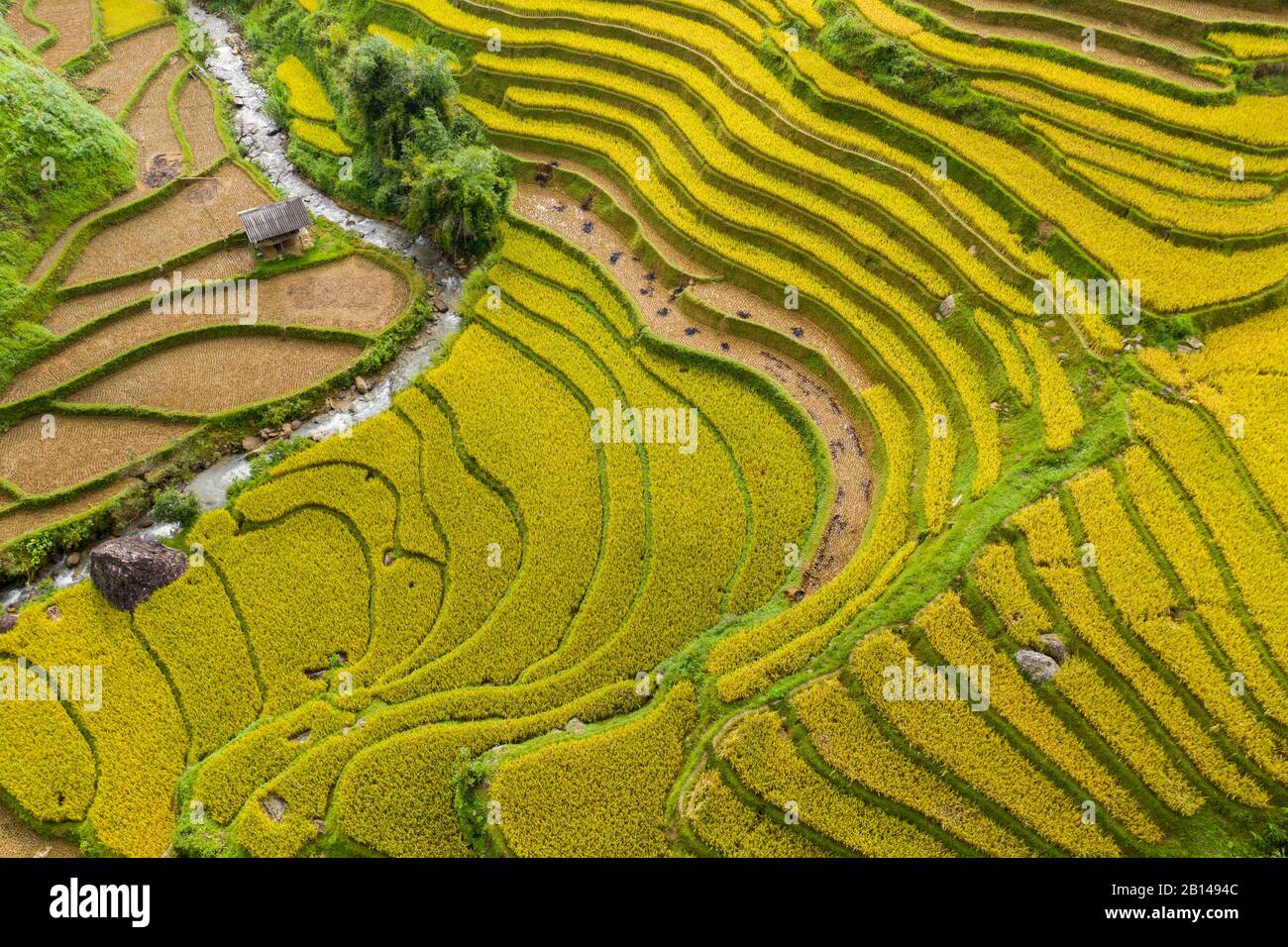 Goldene Reisterrassen kurz vor der Ernte in Nordvietnamesen, Mu Cang Chai, Vietnam Stockfoto