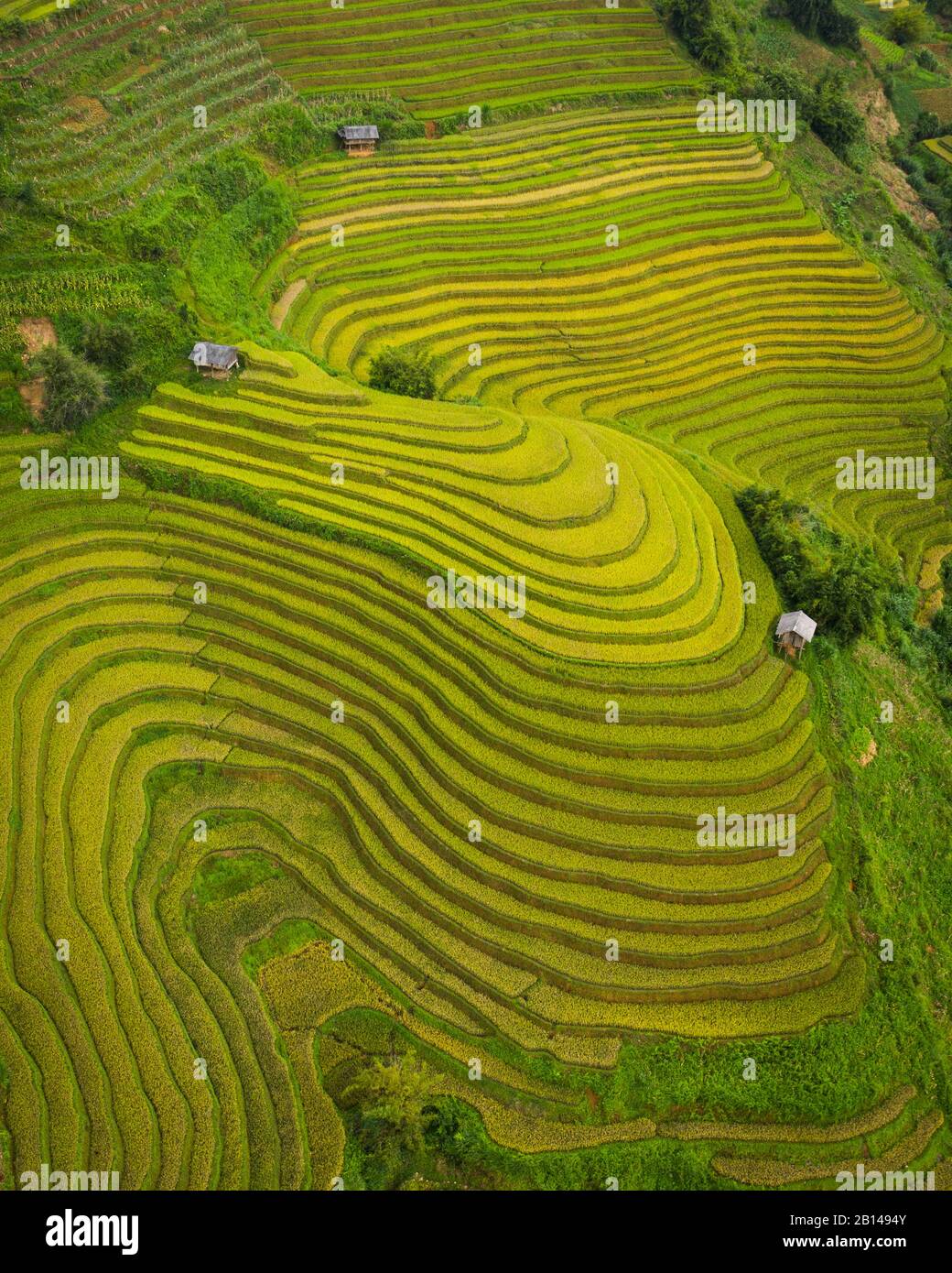 Goldene Reisterrassen kurz vor der Ernte in Nordvietnamesen, Mu Cang Chai, Vietnam Stockfoto