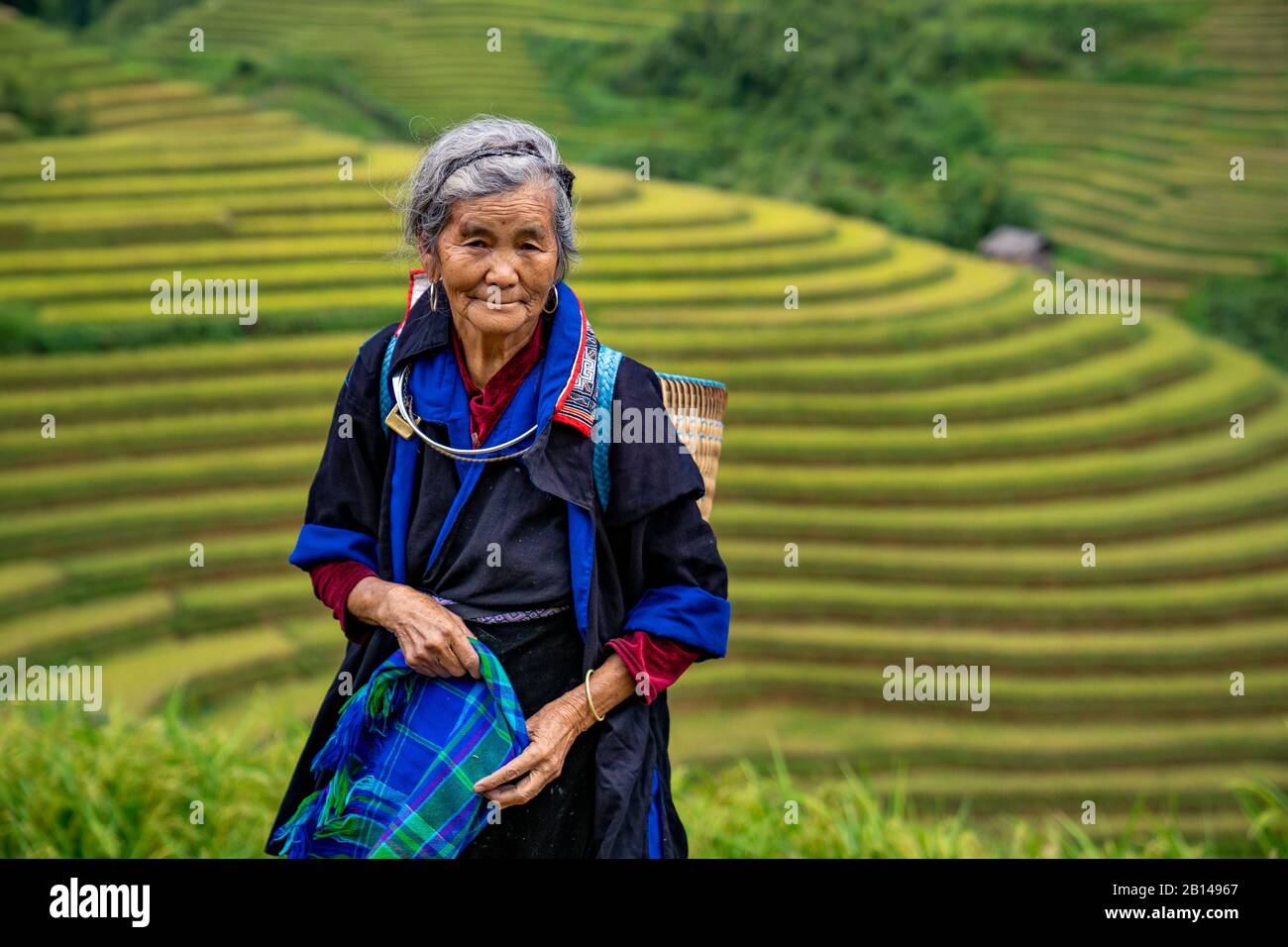 Reisernte in Vietnam Stockfoto