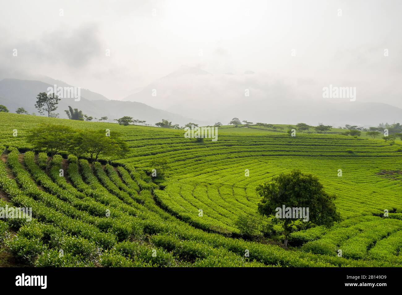 Grüne Teeplantagen in der Nähe von Hanoi, Vietnam Stockfoto
