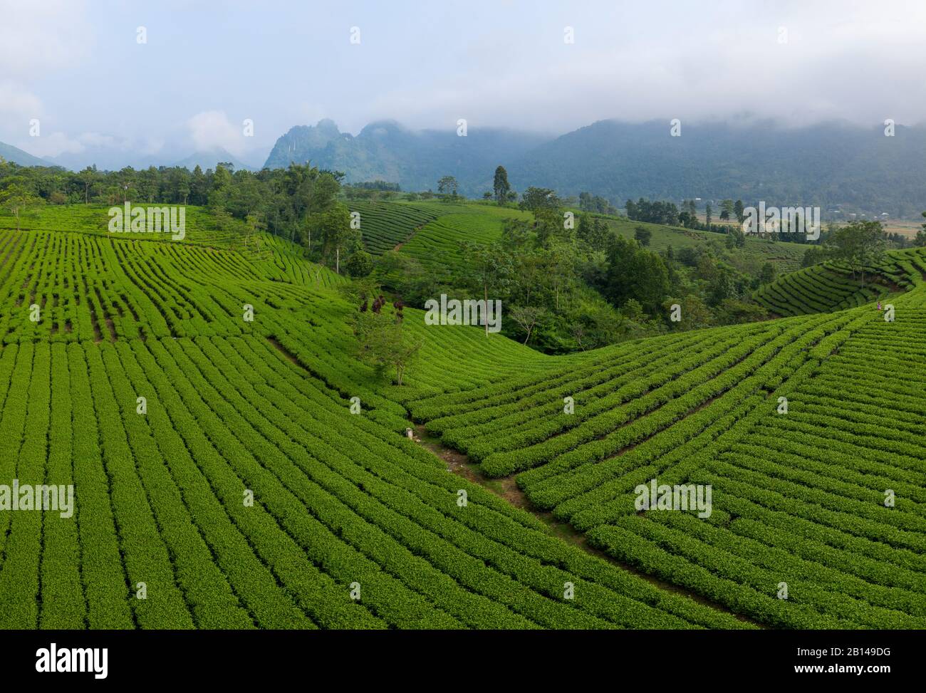Grüne Teeplantagen in der Nähe von Hanoi, Vietnam Stockfoto
