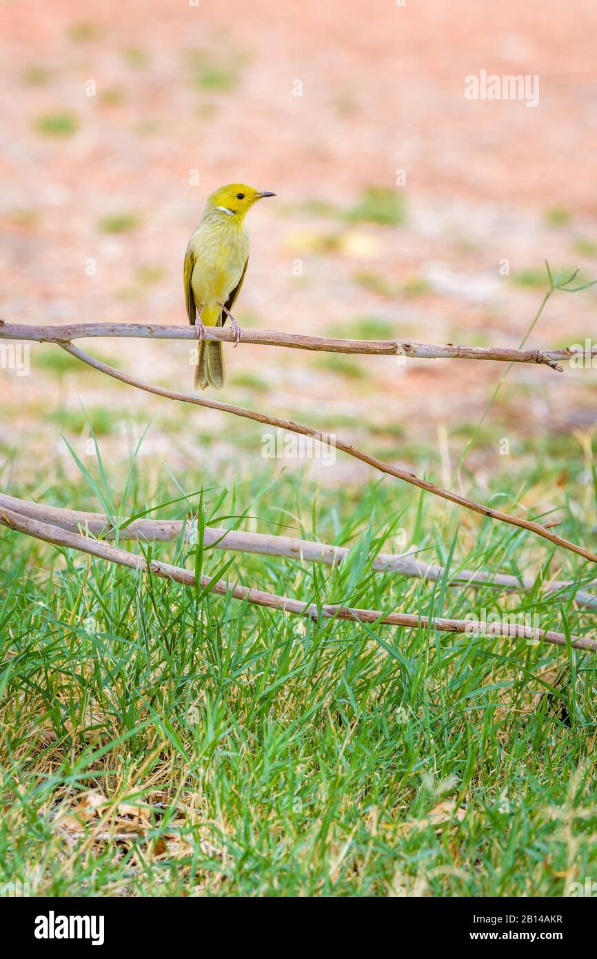 Der junge, weiß geflumpte Honigfresser thront auf einem Baumzweig im Mount Augusta National Park in Western Australia Stockfoto