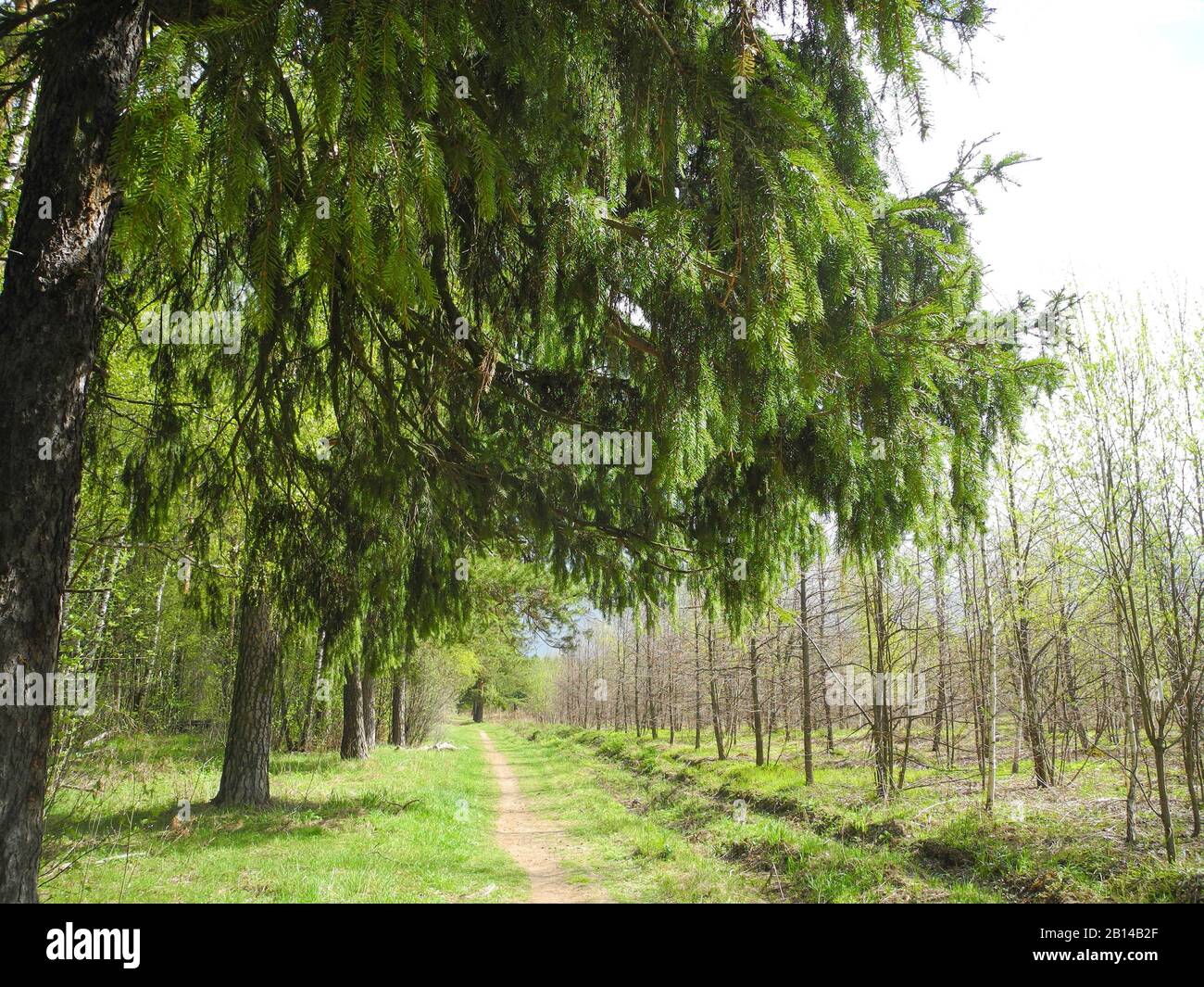 Waldweg im Frühjahr unter den jungen Fichtenzweigen Stockfoto