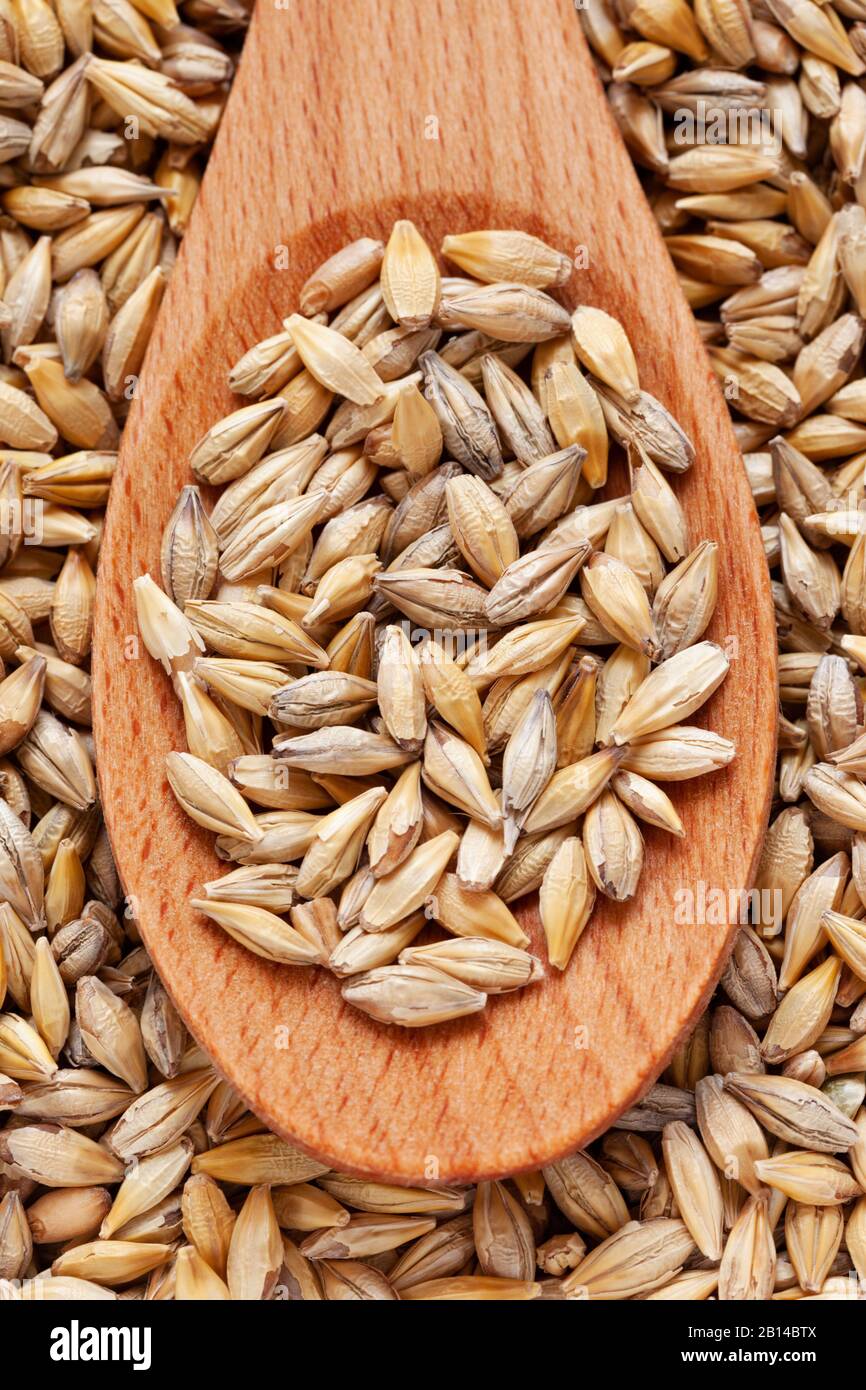 Gerstenkorn im Holzlöffel Hordeum Hintergrund. Stockfoto