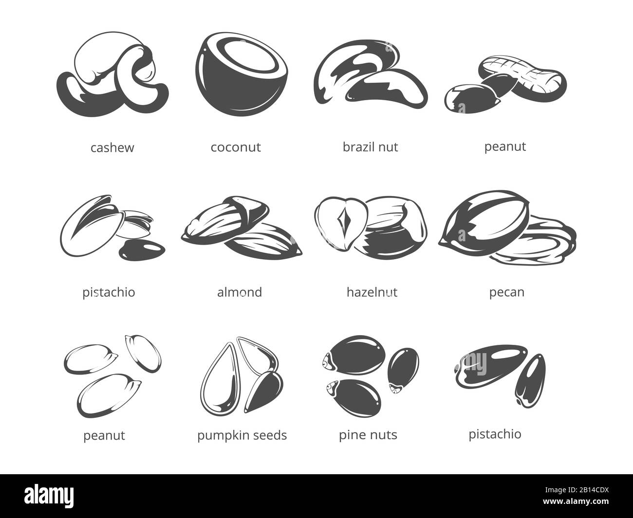 Nüsse isoliert auf weißem Hintergrund - große NUTS-Kollektion. Nussbaum und Haselnüsse. Vektorgrafiken Stock Vektor