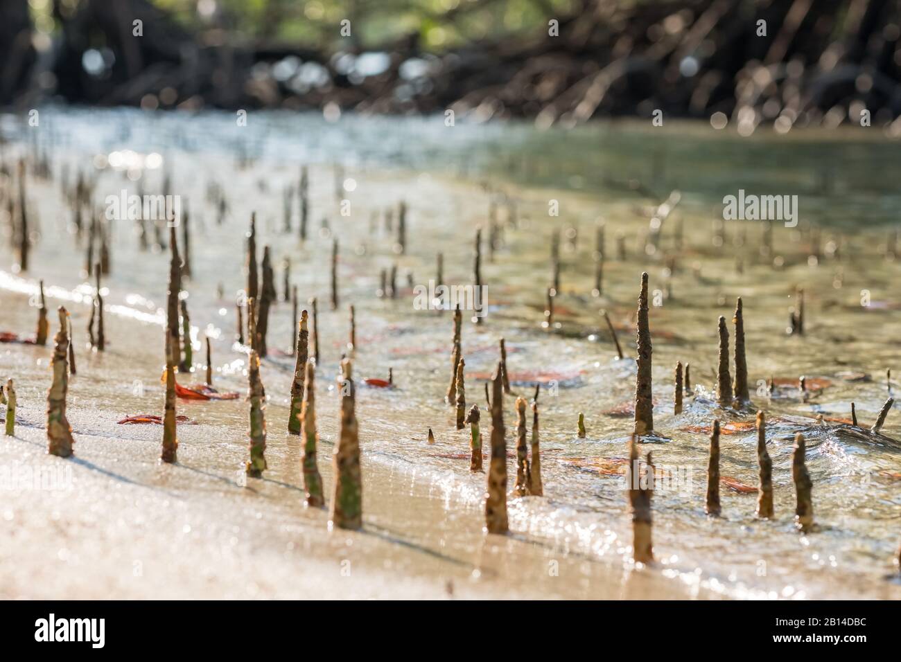 Junge Mangroven schießen in der Gezeitenzone des Meeres Stockfoto