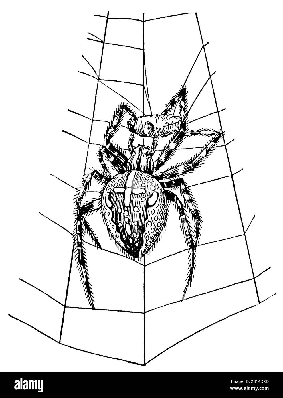 Europäische Gartenspinne, Araneus diadematus, Kreuzspinne: Weibchen, Épeire diadème, anonym (Botanikbuch, 1909) Stockfoto