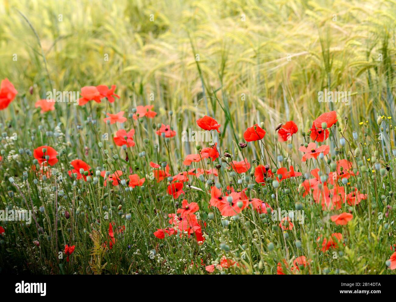 Leuchtend blühende Mohn auf einem Feld von Roggen Stockfoto