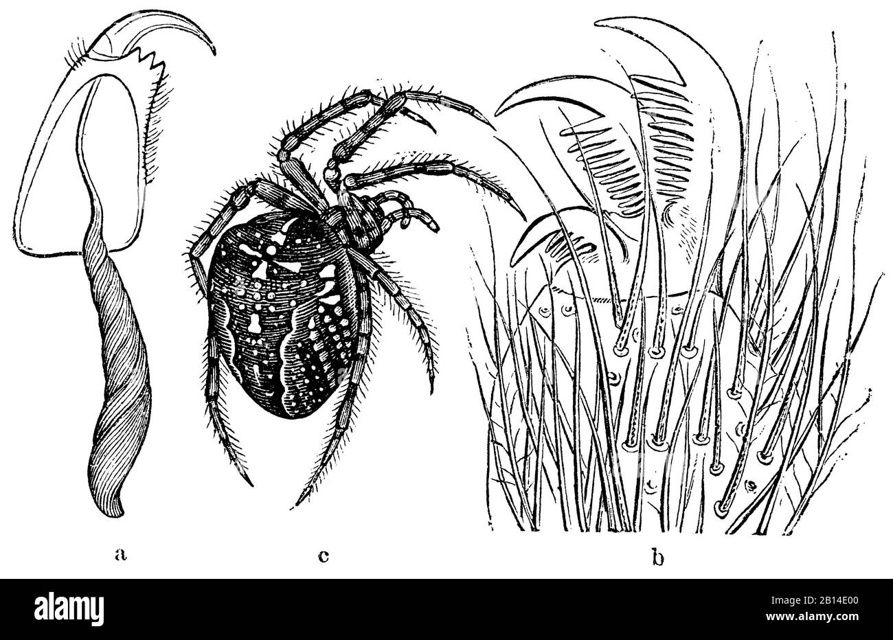 Europäische Gartenspinne, Araneus diadematus, a) linke Kieferfühler der Kreuzspinne, an der Seite ausgespäscht, verdammt der Eintritt einer Giffrüse (Tegenaria demestica); b) äußerste Spitze eines Fusses der Hausspinne (Tegenaria demestica); c) Spinne (Épeire diadème 1872), Kreuzpeira (Zoologie), Eademira (1872) Stockfoto