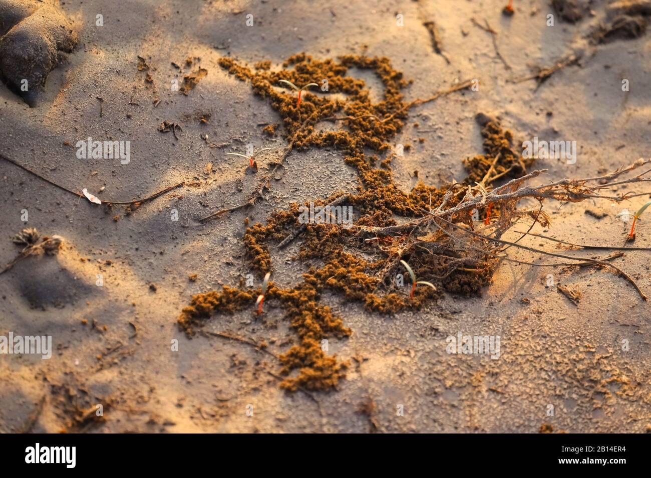 Sandstruktur und Muster für die Designverwendung mit natürlichem Licht auf Sandgrund, Stockfoto