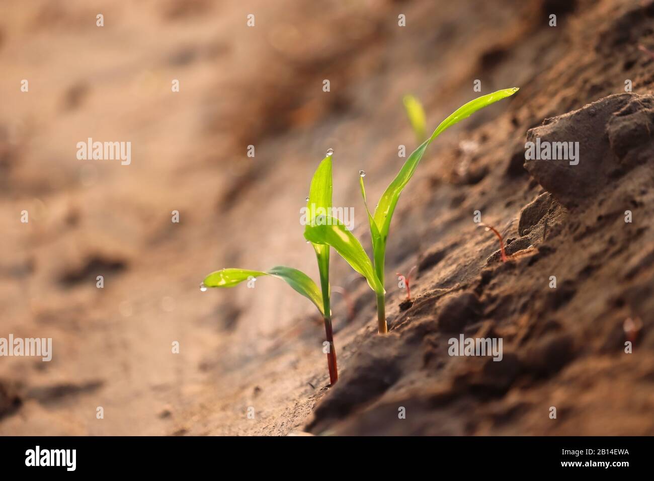 Maispflanzen voller Zuwachs in der Natur mit morgendlicher Sonneneinstrahlung mit Konzept für Wachstum und Kraft der Natur, Nahaufnahme von Maispflanzen Stockfoto