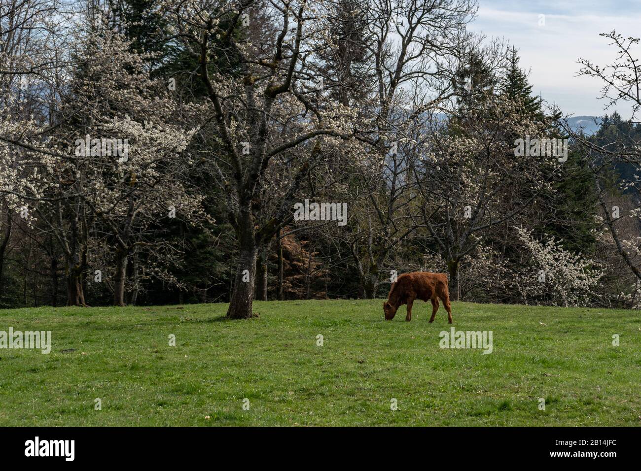 Im Schwarzwald, Baden-Württemberg, Deutschland, weiden Kühe in einem grasbewachsenen Feld, das tagsüber von schönen Grünbäumen umgeben ist Stockfoto