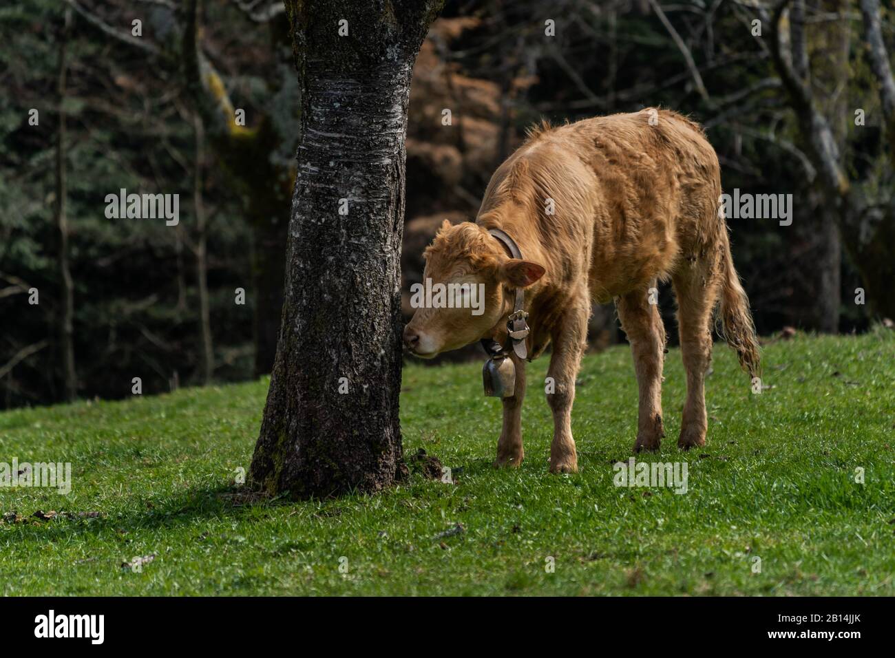 Im Schwarzwald, Baden-Württemberg, Deutschland, weiden Kühe in einem grasbewachsenen Feld, das tagsüber von schönen Grünbäumen umgeben ist Stockfoto