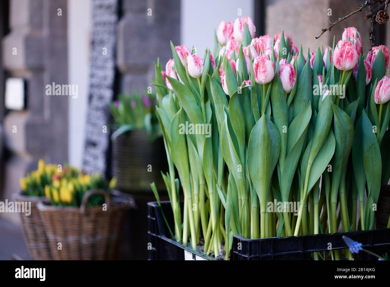 Eine Kiste voller frischer HuisTen Bosch Tulpen in einem Straßenladen. Diese rosafarbenen Tulpen mit Blumenblüten stammen aus Holland. Stockfoto