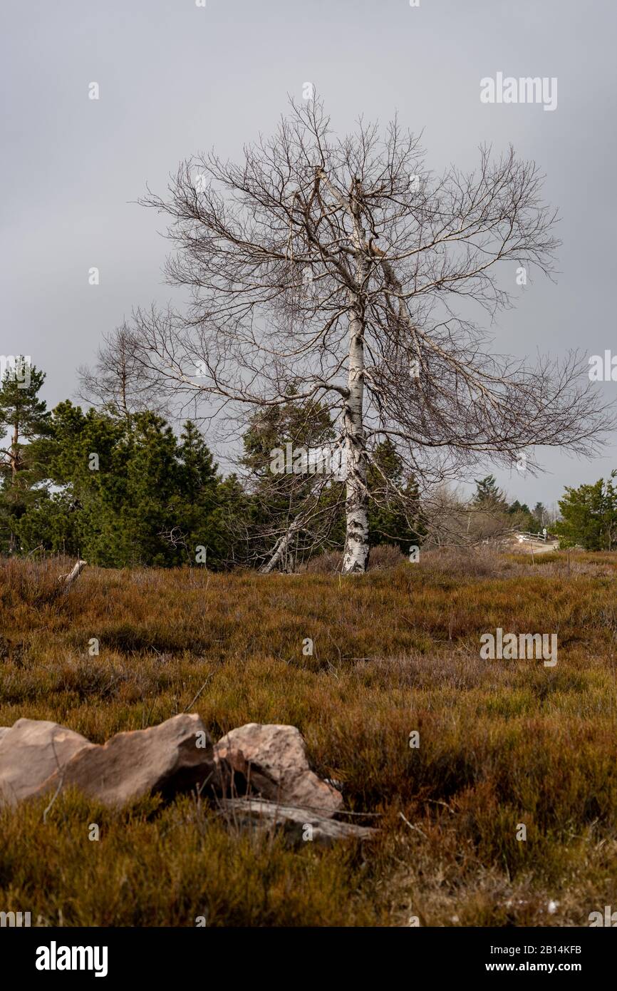 Storm lothar Fotos und Bildmaterial in hoher Auflösung Alamy
