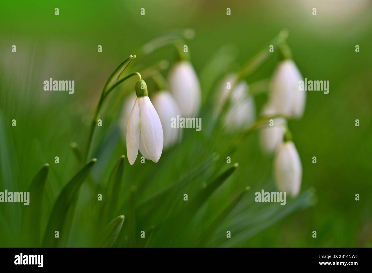 Erste Frühlingsblumen mit farbenfrohem Naturhintergrund an einem sonnigen Tag. Schöne kleine weiße Schneefälle im Gras. Ende der Wintersaison in der Natur. ( Stockfoto