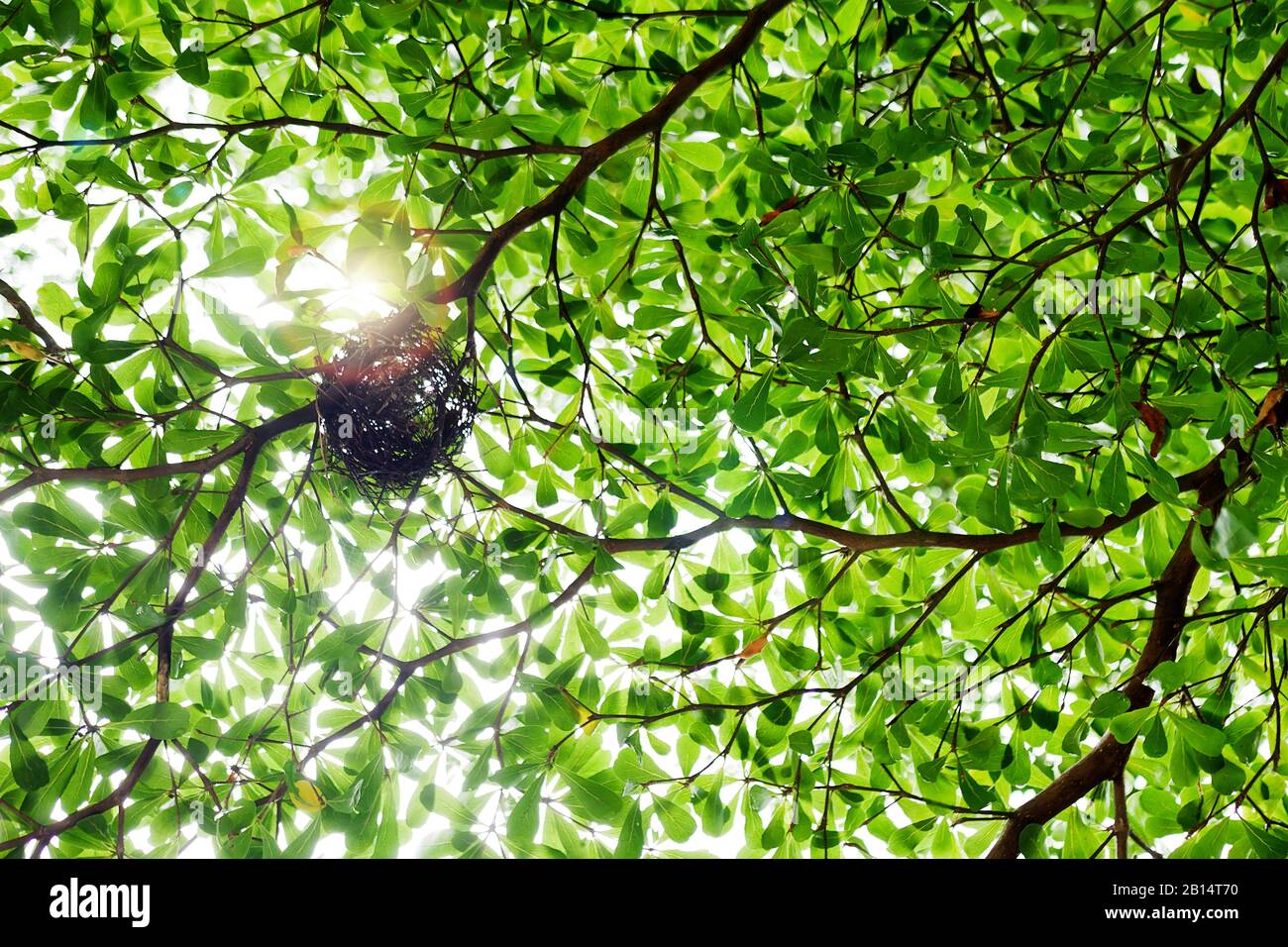 Vogelnest auf grünem Baumzweig mit Morgenlicht Stockfoto
