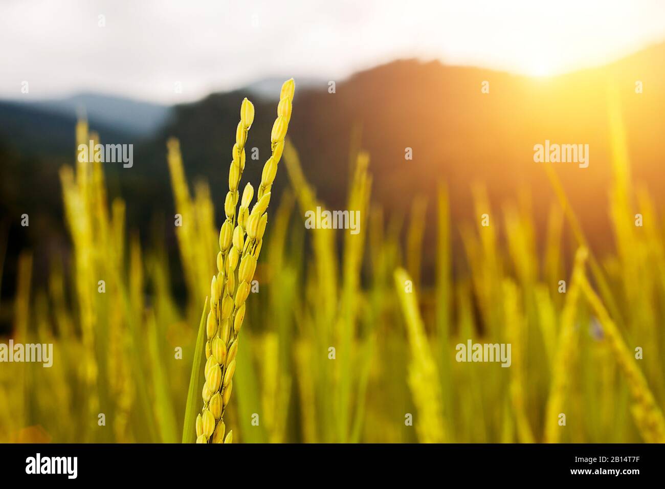 Nahaufnahme von goldenem Reisig im Reisfeld mit Morgenlicht Stockfoto