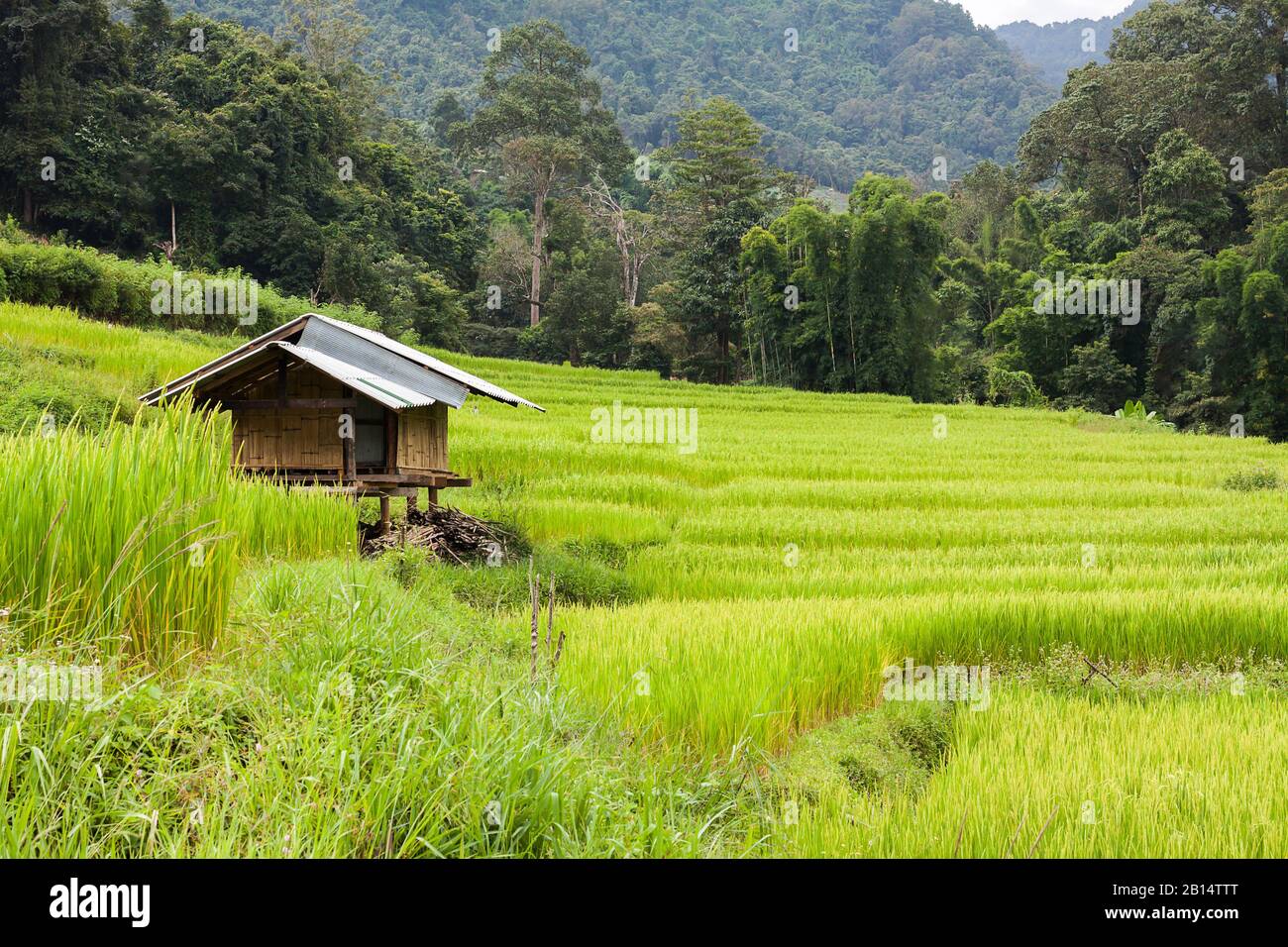 Grünes Reiserufeld mit kleiner Hütte auf dem Land in Chiang Mai, Thailand. Blick auf die Natur im Hintergrund. Einfaches Leben der ländlichen Menschen in As Stockfoto