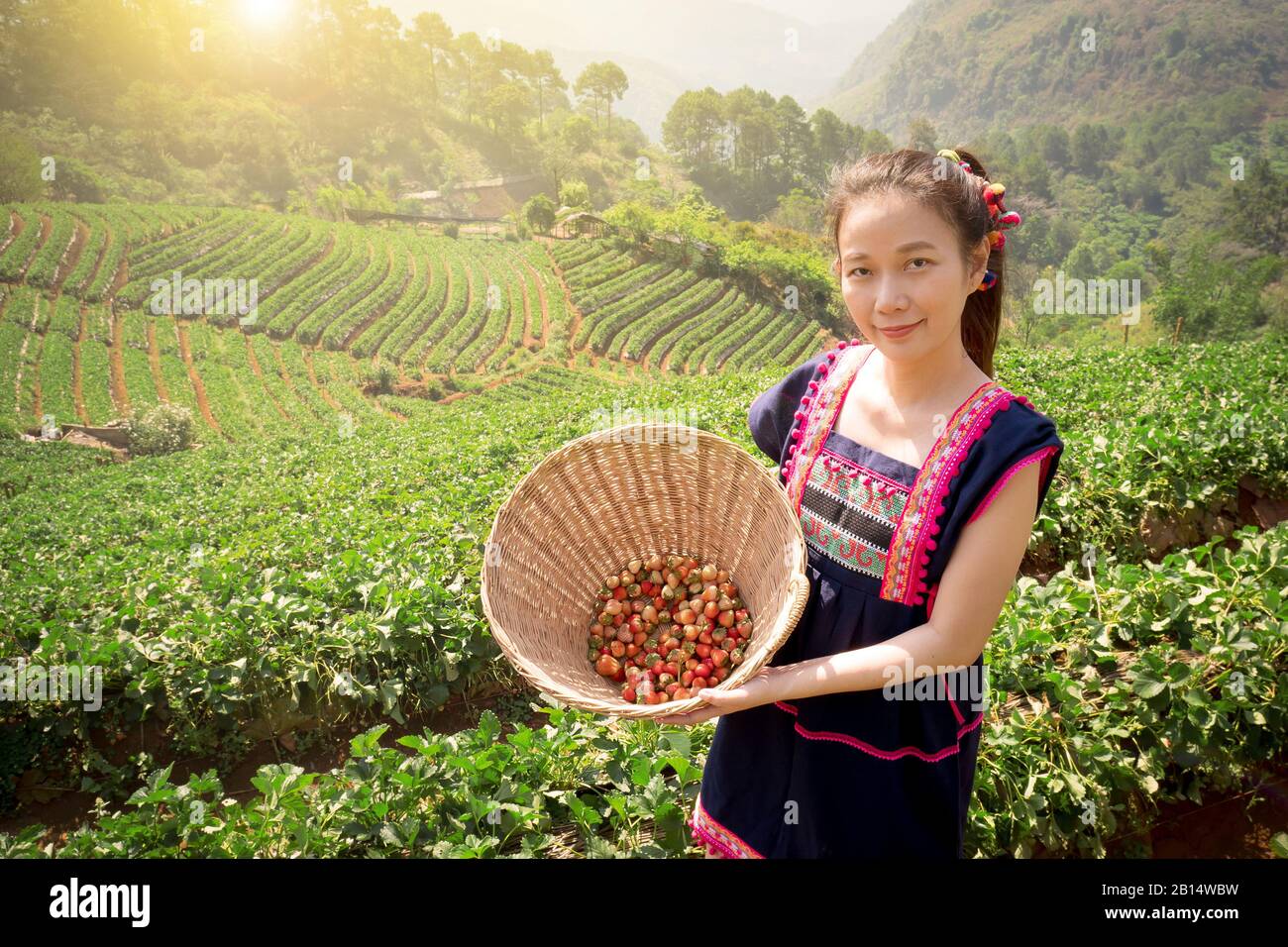 Junge asiatische Tribal-Frauen aus Thailand pflücken Erdbeere auf der Feldplantage zum Korb am Morgen im doi ang khang Nationalpark, Chiang Mai, Stockfoto