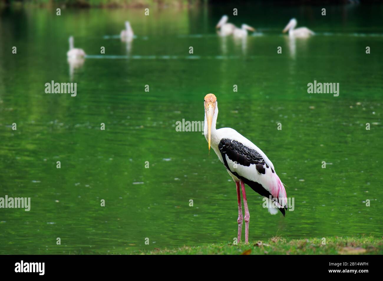 Ein Pelikan fängt Fisch aus dem Fluss des Sees. Pelikan-Vogeltapete, Tierwelt Hintergrund Stockfoto