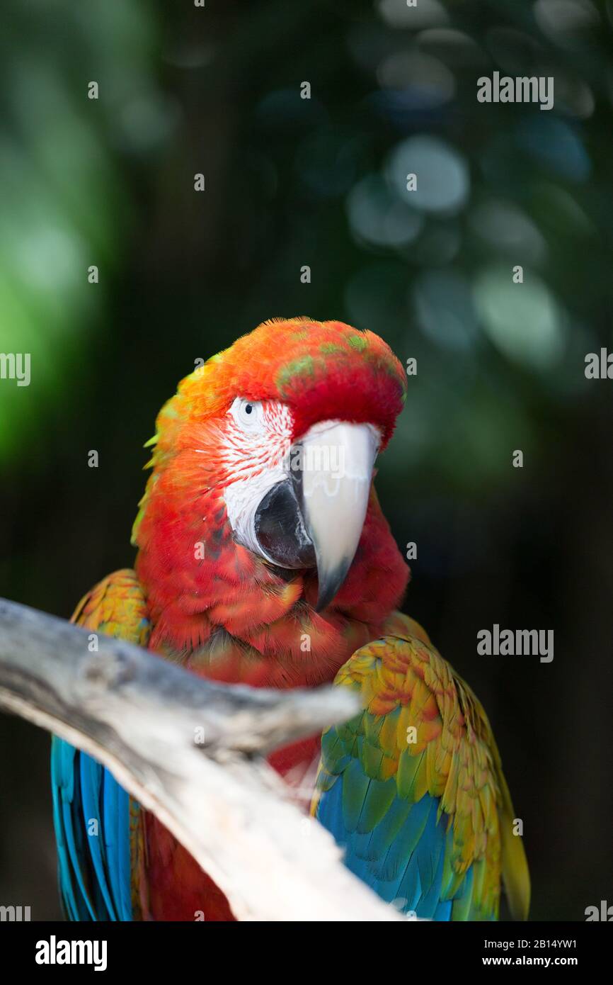 Wilder exotischer Rotara-Papagei Stockfoto